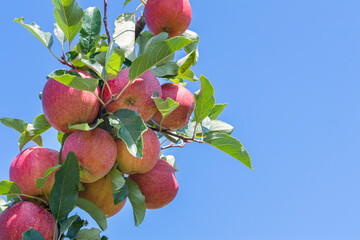 Branch of a honeycrisp apple tree filled with apples on a bright blue sky
