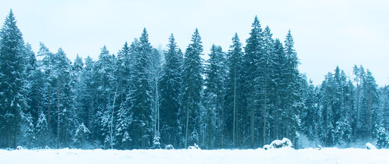 Russia, Opalikha. January 6, 2021. Winter snowy spruce forest.
