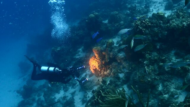 Professional diver, underwater cinematographer filming in coral reef of Caribbean Sea around Curacao