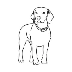 Outlined Beagle dog head. Vector illustration beagle dog is a simple vector sketch illustration