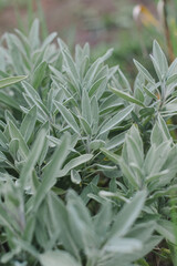 Sage bush rubbed in the garden. Growing medicinal herbs. Homeopathy aromatherapy. Herbal treatment. Living plant salva. Medicine. Natural plant lifestyle background