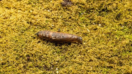 セスジスズメガの蛹
