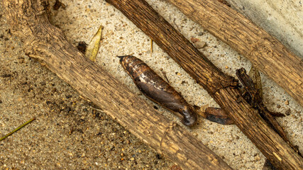 セスジスズメガ蛹