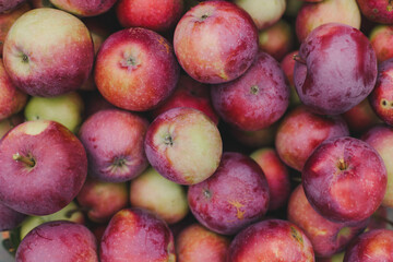 Farmer natural fresh red ripe apples. A bountiful rich harvest organic non-GMO. Beautiful food background. Lifestyle market products. Harvest festival in autumn. Thanksgiving Day. Wallpaper. 