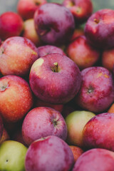 Farmer natural fresh red ripe apples. A bountiful rich harvest organic non-GMO. Beautiful food background. Lifestyle market products. Harvest festival in autumn. Thanksgiving Day. Wallpaper. 