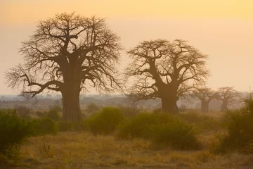 Foto auf Acrylglas Adansonia digitata, der afrikanische Affenbrotbaum in der Trockenzeit. Es ist die am weitesten verbreitete Baumart der Gattung Adansonia, der Baobabs, und ist auf dem afrikanischen Kontinent beheimatet und erträgt trockene Bedingungen. © Pedro Bigeriego