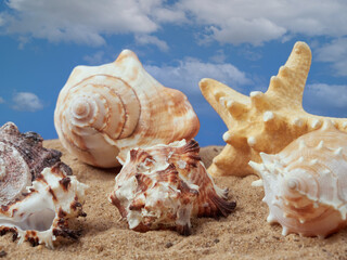 Obraz na płótnie Canvas Shell on the sand on the beach and the blue sky