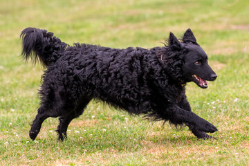 Running Mudi dog