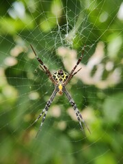 spider on the web