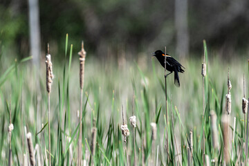 red-winged blackbird perched on a reed in a wetland