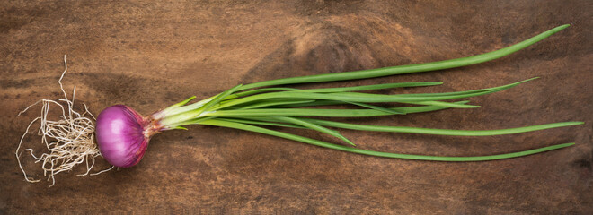 red onion bulb with green leaves and roots, homegrown organic vegetable on a wooden surface background, closeup