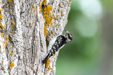 downy woodpecker on the side of a large tree