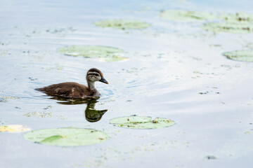 duckling on the water