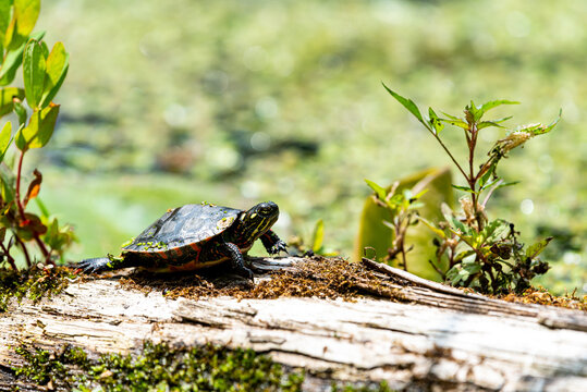 baby painted turtle on a log in a pond