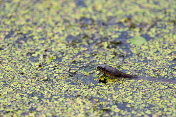 northern water snake in duckweed-covered water