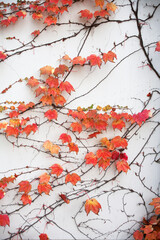 ツタ　ツタの紅葉　蔦