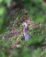 great blue heron through the trees