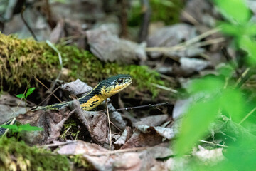 garter snake in the leaf litter