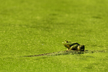 green bullfrog on a log in a green pond - obrazy, fototapety, plakaty