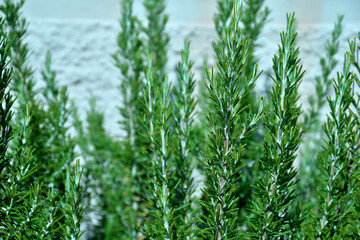 rosemary, fresh green herb in autumn