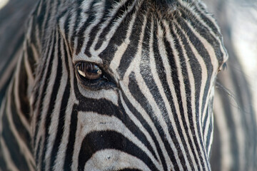 Fototapeta na wymiar kind look of a beautiful zebra