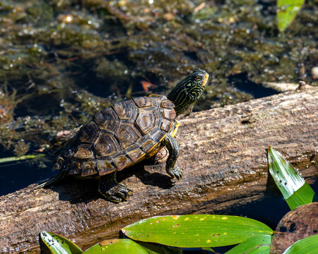 northern map turtle basking on a log