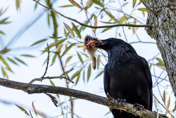 raven perched on a branch with part of a rabbit in its beak