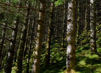 Fototapeta na wymiar Vista de bosque noruego