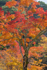 石垣と紅葉　もみじ　箕面公園