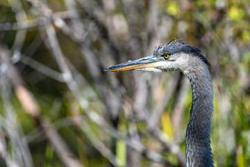 great blue heron closeup