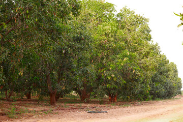 Mango hanging on the tree of mango tree,popular fruit in india,agriculture of mango...