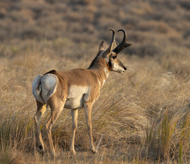 pronghorn, antelope, bucks 