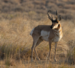 pronghorn, antelope, bucks 