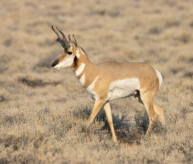 pronghorn, antelope, bucks 