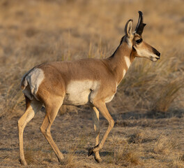 pronghorn, antelope, bucks 