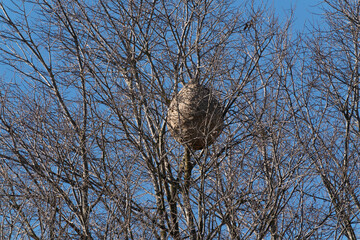 Asian wasp nest on a tree in winter