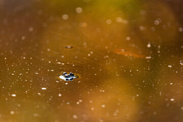 frog lurking at the surface of the water