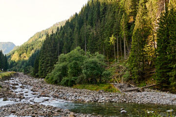 Obraz premium Vista de bosque noruego