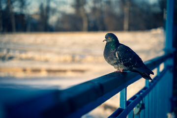 blue and yellow macaw