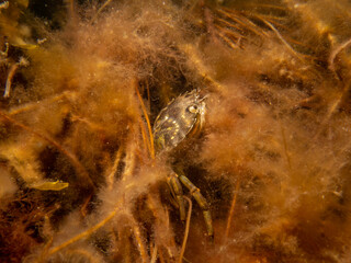 A close-up picture of a crab among seaweed. Picture from The Sound, between Sweden and Denmark