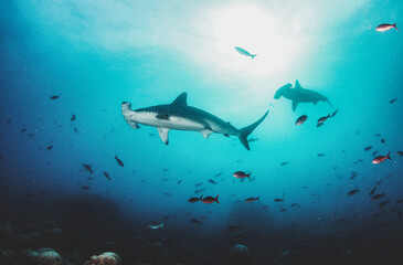 Obraz na płótnie Canvas Hammerhead shark (Sphyrnidae) swimming in tropical underwaters
