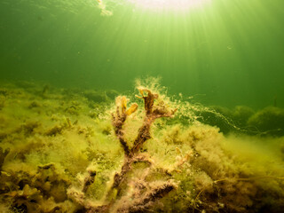 Fucus vesiculosus or bladderwrack lit up by rays of sunlight penetrating the water. Picture from...