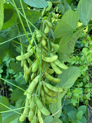 green beans in the garden