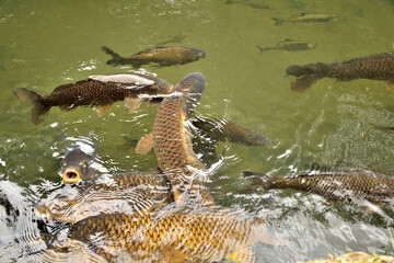 Common carp - Cyprinus carpio. It is called "Koi" in Japan.
