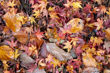 紅葉　もみじ　箕面公園　落葉
