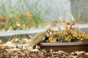 Ein frecher Hamster knabbert an den Friedhofsblumen.