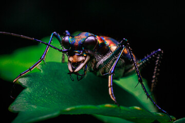 close up shot tiger beetle on green leaf