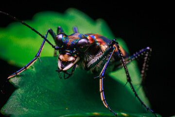 close up shot tiger beetle on green leaf