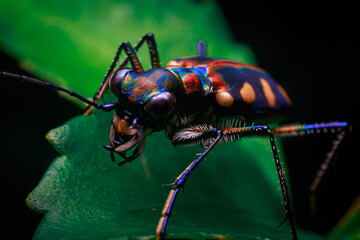 close up shot tiger beetle on green leaf