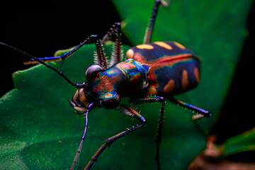 close up shot tiger beetle on green leaf